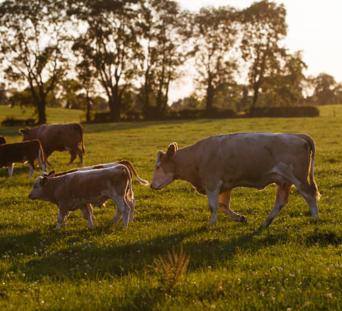 Endless Pastures