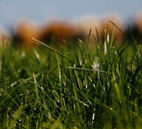 EUREPOEAN BEEF & LAMB - Grass Fed Standards