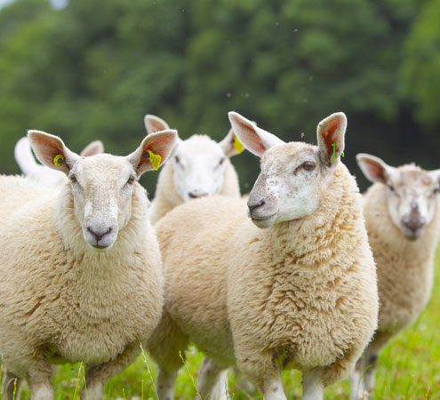 アイルランドは羊肉の主要生産国