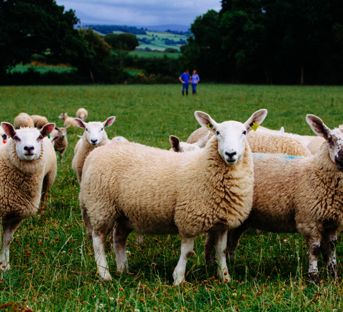 アイルランドにおける牧羊