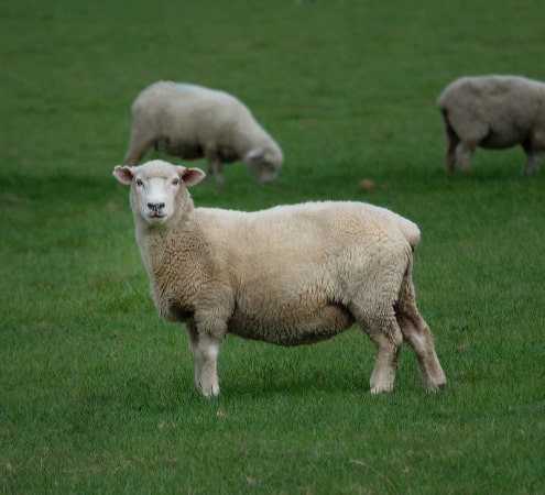 Sheep Welfare in the EU