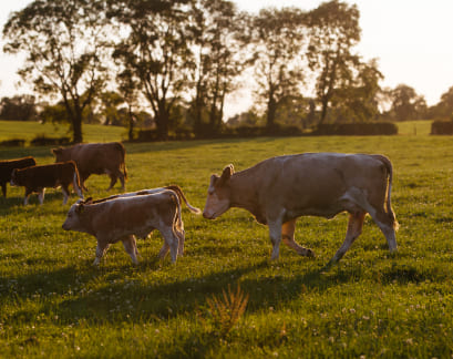 Endless Pastures