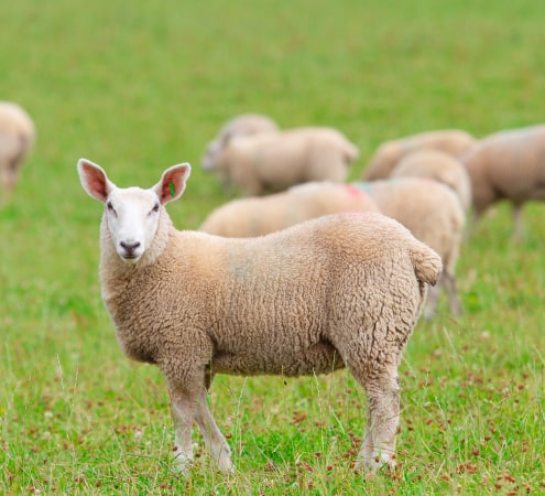 Irish hill lamb